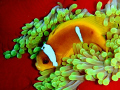   Anemone fish its anemone.  